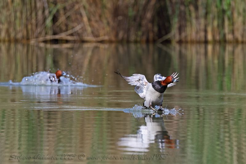 Moriglione (Aythya ferina) - Common Pochard