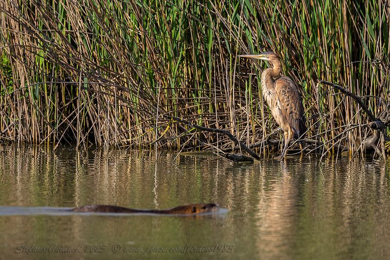 Airone rosso (Ardea purpurea) - Purple Heron