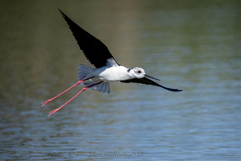 Cavaliere d'Italia (Himantopus himantopus) - Black-winged Stilt