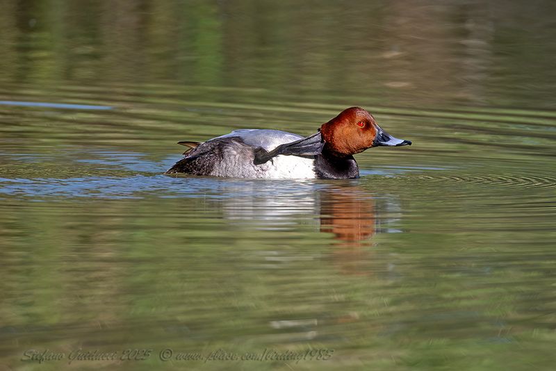 Moriglione (Aythya ferina) - Common Pochard