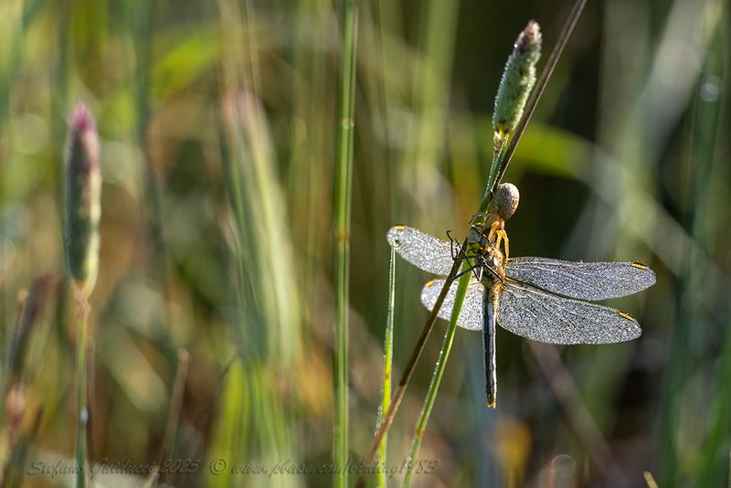 Libellula catturata da ragno