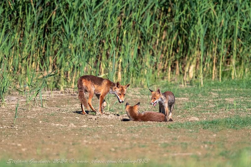 Volpe (Vulpes vulpes) - Red fox