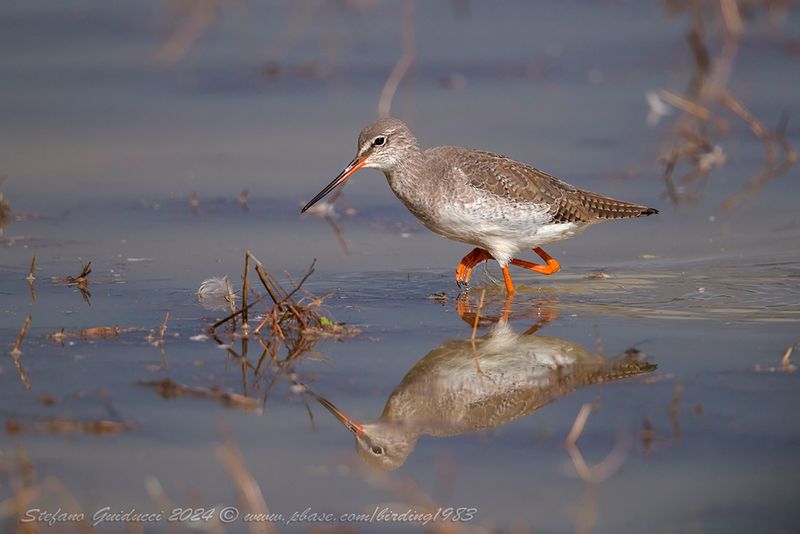 Totano moro (Tringa erythropus) - Spotted Redshank