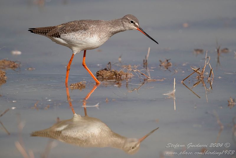Totano moro (Tringa erythropus) - Spotted Redshank