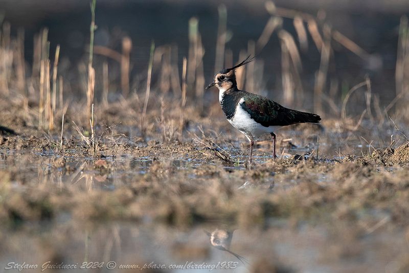 Pavoncella (Vanellus vanellus) - Northern Lapwing