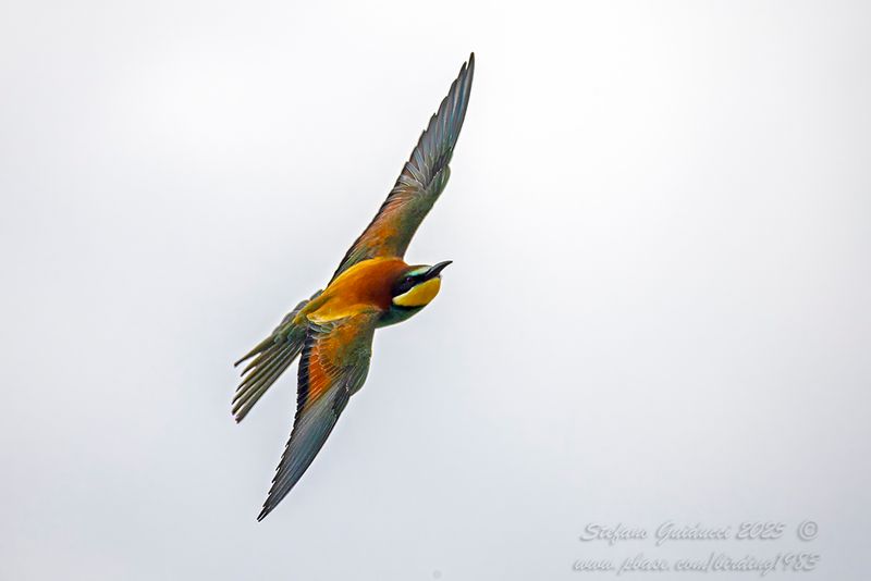 Gruccione (Merops apiaster) - European Bee-eater