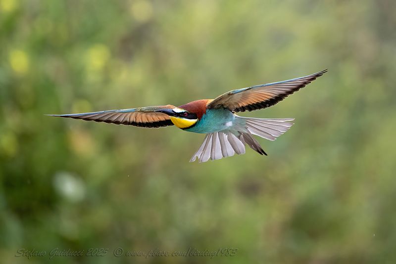 Gruccione (Merops apiaster) - European Bee-eater