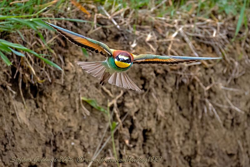 Gruccione (Merops apiaster) - European Bee-eater