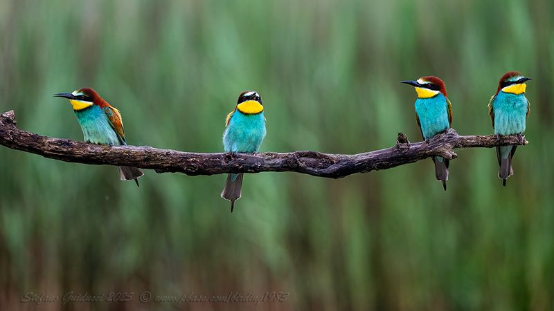 Gruccione (Merops apiaster) - European Bee-eater