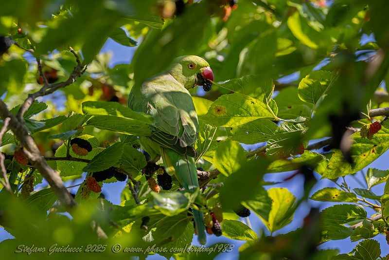 Parrocchetto dal collare (Psittacula krameri)