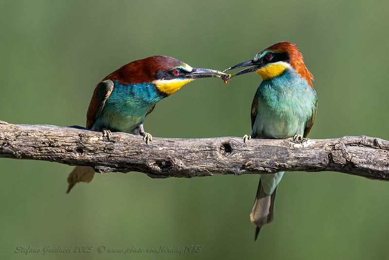 Gruccione (Merops apiaster) - European Bee-eater