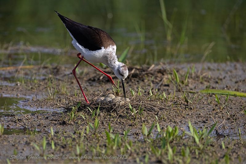 Cavaliere d'Italia (Himantopus himantopus) - Black-winged Stilt