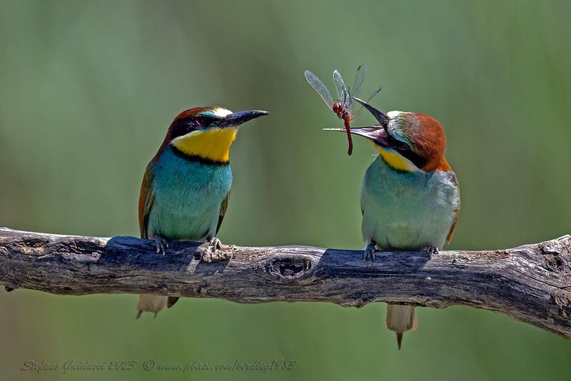 Gruccione (Merops apiaster) - European Bee-eater
