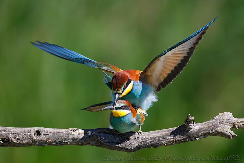 Gruccione (Merops apiaster) - European Bee-eater