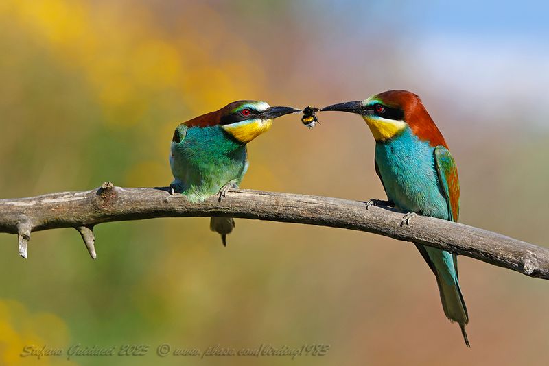 Gruccione (Merops apiaster) - European Bee-eater