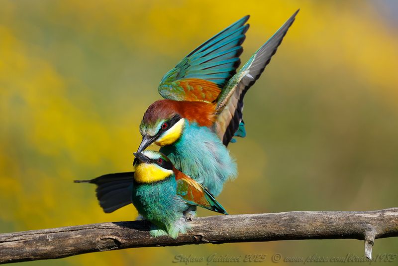 Gruccione (Merops apiaster) - European Bee-eater