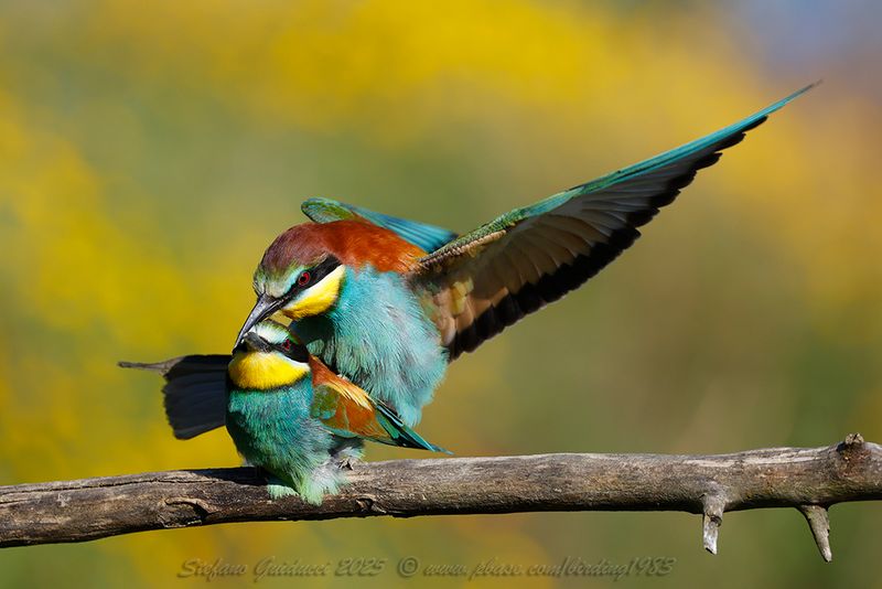 Gruccione (Merops apiaster) - European Bee-eater