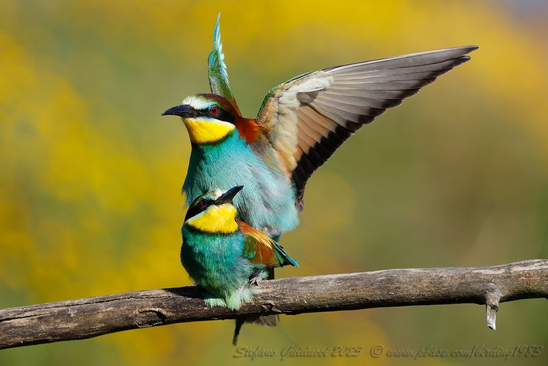 Gruccione (Merops apiaster) - European Bee-eater