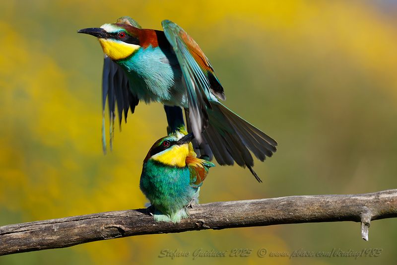 Gruccione (Merops apiaster) - European Bee-eater