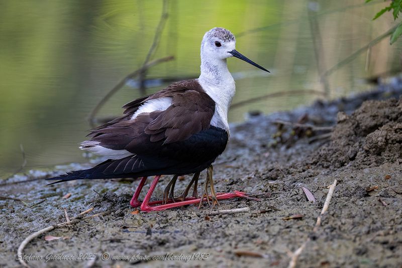 Cavaliere d'Italia (Himantopus himantopus) - Black-winged Stilt