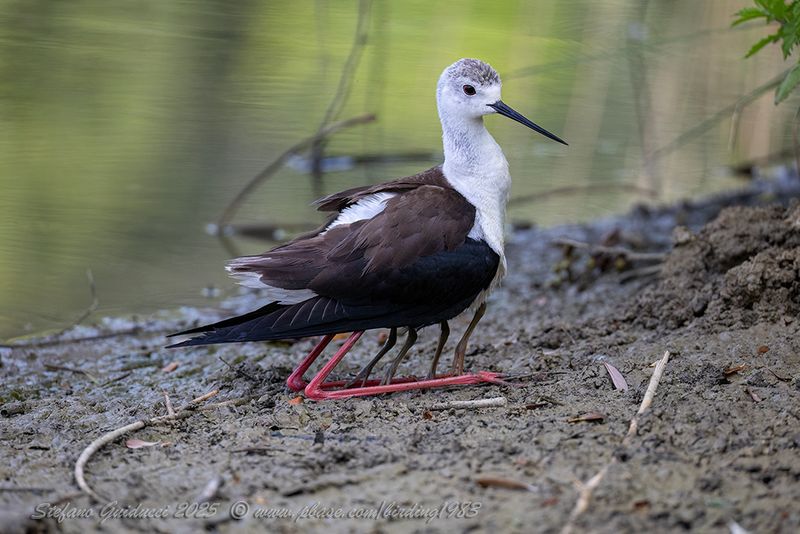 Cavaliere d'Italia (Himantopus himantopus) - Black-winged Stilt