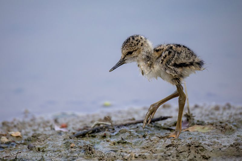 Cavaliere d'Italia (Himantopus himantopus) - Black-winged Stilt