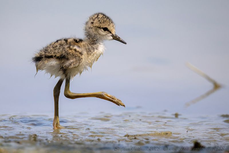 Cavaliere d'Italia (Himantopus himantopus) - Black-winged Stilt