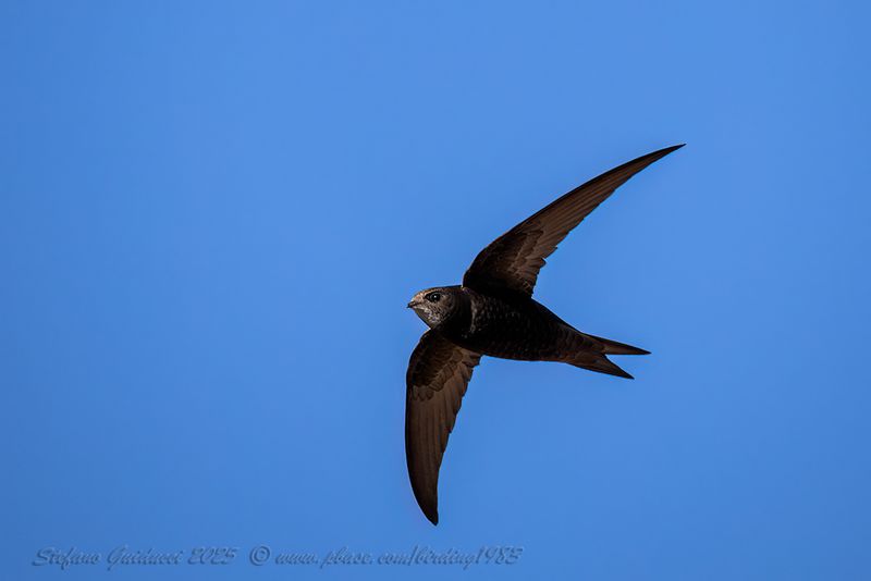 Rondone comune (Apus apus) - Common Swift