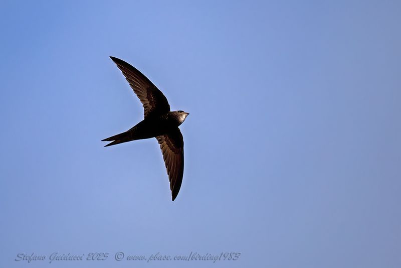 Rondone comune (Apus apus) - Common Swift