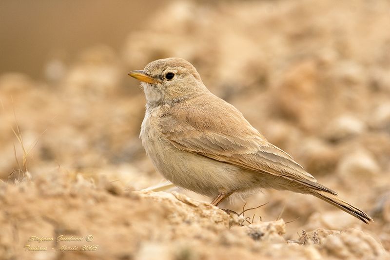 Allodola del Deserto (Ammomane deserti) - Desert Lark