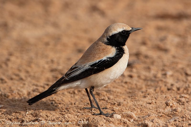 Monachella del deserto  (Desert  Wheatear)