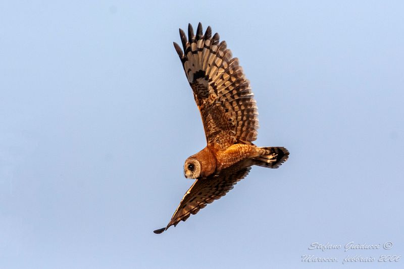 Gufo di palude del Capo (Asio capensis tingitanus) -  Marsh Owl