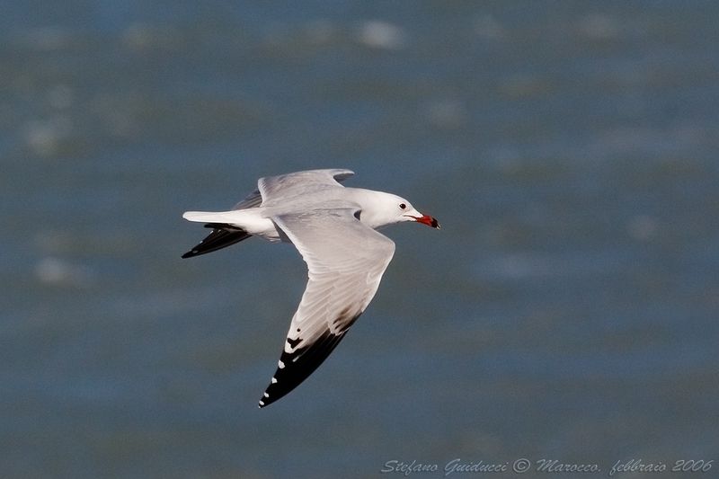 Gabbiano corso (Larus audouinii) - Audouin's Gull