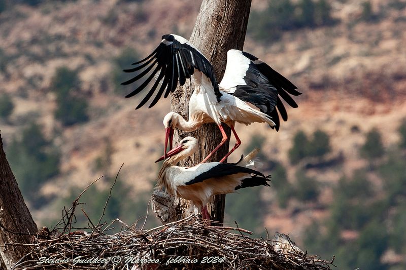 Cicogna bianca  (Ciconia ciconia) - White Stork