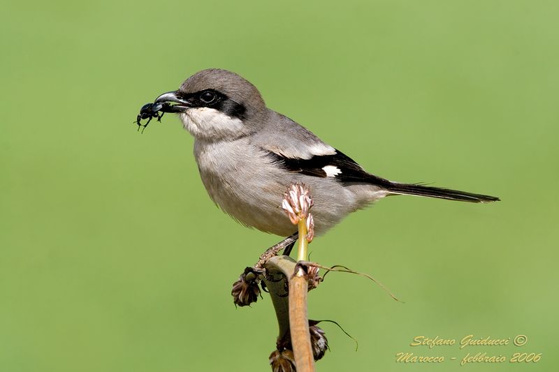  Averla Meridionale (Lanius meridionalis ssp algeriensis) - Southern Great Grey Shrike