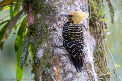 Blond-crested Woodpecker (Celeus flavescens) ♀; - Picchio crestabionda