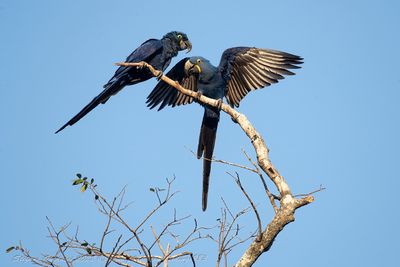 Hyacinth Macaw (Anodorhynchus hyacinthinus) - Ara giacinto