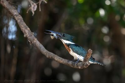 Amazon Kingfisher (Chloroceryle amazona) - Martin pescatore amazzonico ♂