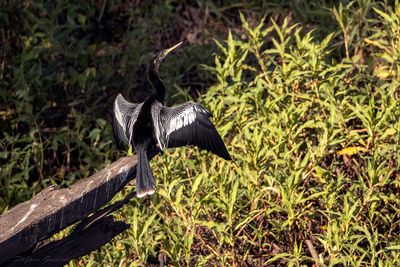 Anhinga (Anhinga anhinga) - Aninga