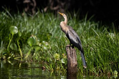 Anhinga (Anhinga anhinga) - Aninga 