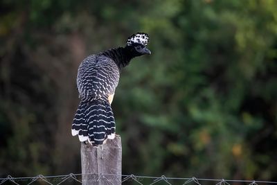 Bare-faced Curassow (Crax fasciolata) - Hocco faccianuda