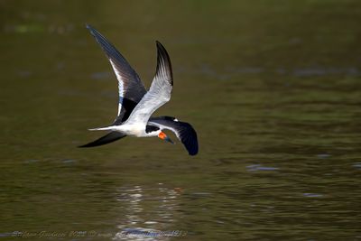 Black Skimmer (Rynchops niger) - Becco a forbice americano