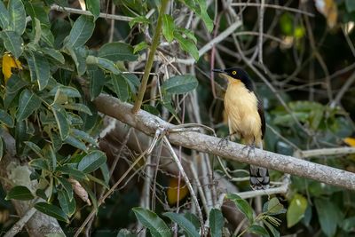 Black-capped Donacobius (Donacobius atricapilla) - Donacobio