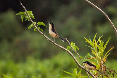 Black-capped Donacobius (Donacobius atricapilla) - Donacobio