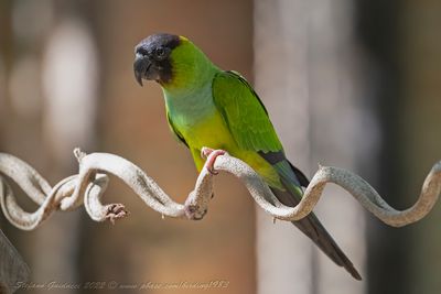 Black-hooded Parakeet (Aratinga nenday) - Parrocchetto dal cappuccio nero