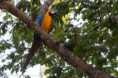 Blu and yellow Macaw (Ara ararauna) - Ara gialloblu