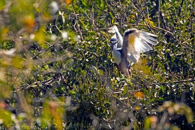 Boat-billed Heron (Cochlearius cochlearius) -  Becco a cucchiaio