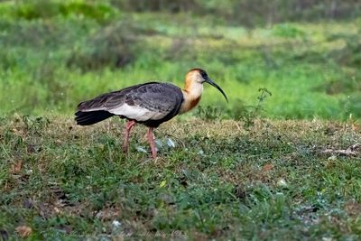 Buff-necked ibis (Theristicus caudatus) - Ibis collocamoscio