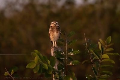 Burrowing Owl (Athene cunicularia) - Civetta delle tane