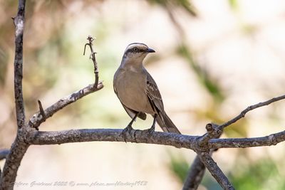 Chalk-browed Mockingbird (Mimus saturninus) - Mimo dei campi